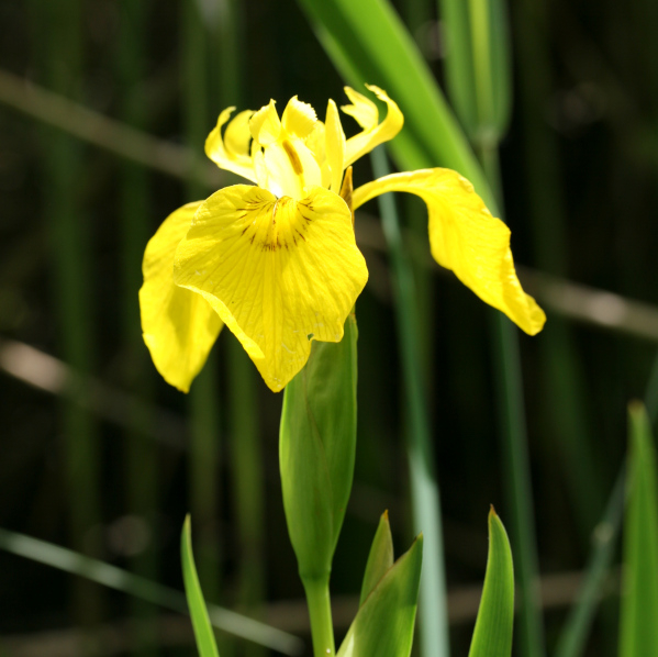 Iris des marais (Iris pseudacorus) &copy; Nicolas Macaire / LPO
